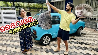 🔥വീട്ടിൽ മുള്ളൻപന്നി കയറി  Prank went “WRONG” [upl. by Bradeord]