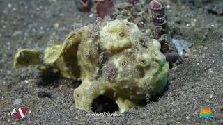 Muck Diving in Lembeh Strait Episode 30 [upl. by Lapides]