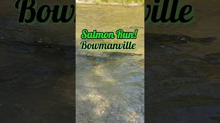 Salmon Run at Bowmanville nature fishing shorts [upl. by Edelstein]