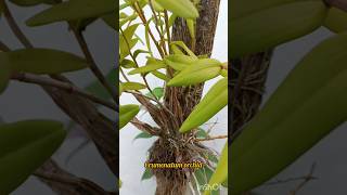 Dendrobium Crumenatum Orochi seeds plants shorts shortvideo orchid nature naturelove seeds [upl. by Robinette]