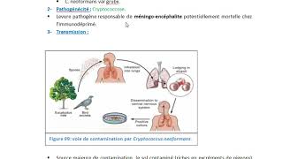 Cryptococcus neoformans [upl. by Landis]