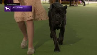 Cane Corsos  Breed Judging 2023 [upl. by Brookes]