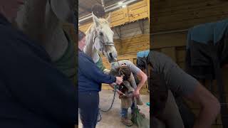 Horse is being distracted by duct tape on her nose while shes getting her hooves trimmed [upl. by Trescha]