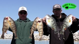 How To Catch BIGGEST Lake Michigan Perch Fishing Fish Instruction Video Demonstration [upl. by Hannan]