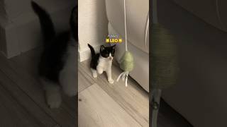 Sierściuch w domu🐈 królik kot viral shorts [upl. by Engelbert953]