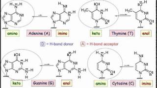 2303 Base Pairing and Hydrogen Bonding in Nucleic Acid Polymers [upl. by Minor]