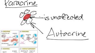 Cell to Cell Communication [upl. by Harned]