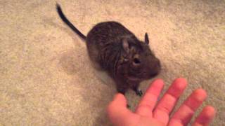 How to Tame a Degu [upl. by Azzil759]