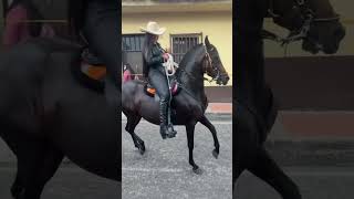 Las mejores cabalgatas🇨🇴 colombia parati caballofino caballocriollo caballosdepasofino [upl. by Redliw]