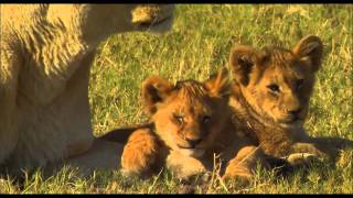 The Last Lions 2011  Official Trailer HD [upl. by Katie724]