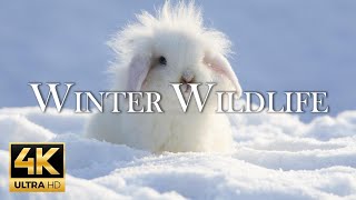 4K 11 Hours Of Animals In Winter Wonderland And Soothing Music for Relaxation  Heart Music [upl. by Anirat61]