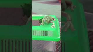 Tree frog eating cricket out of hand whites tree frog dumpy tree frog hand feeding adorable frog [upl. by Brieta]