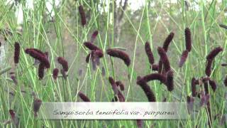 ポール・スミザー Sanguisorba tenuifolia var purpurea ナガボノアカワレモコウ [upl. by Dlaniger]