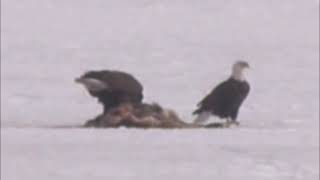 Les pygargues à tête blanche à SaintÉphremdeBeauce Aigle à tête blanche [upl. by Ahsaret]