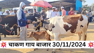 आजचा चाकण गाय बाजार  30112024  HF COW amp JERSY COW  COW MARKET 👌💥 [upl. by Anauqed]