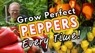 Grow Perfect Peppers Every Time 🌶 [upl. by Safoelc]