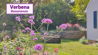 The incredible bloom power of Verbena bonariensis [upl. by Aihsaei332]