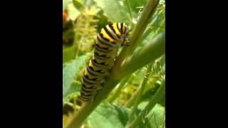 Swallowtail Butterfly Caterpillar Papilio polyxenes [upl. by Hamish]