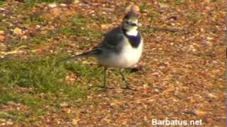 Lavandera blanca  Motacilla alba [upl. by Brnaby750]