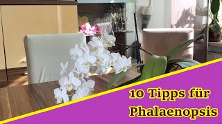 10 Tipps für schöne Phalaenopsis Orchideen [upl. by Lacefield]