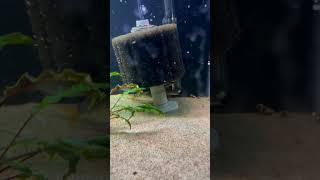 You Need Hiding Spots For Loaches shorts aquariumfish fishtank fishkeeping aquariums [upl. by Milurd316]