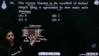 One myosin filament in the myofibril of skeletal muscle fibres is surrounded by how many actin f [upl. by Ssej]