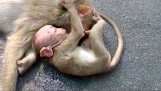 Baby monkey wails and weeps over the body of dead mother [upl. by Ledda]