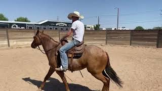 Cherry first ride after thorough ground work [upl. by Leonanie423]