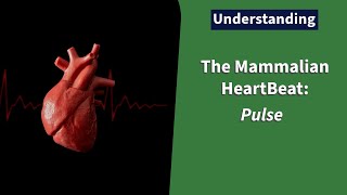 The Mammalian Heart Beat Pulse [upl. by Covell585]