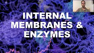 Internal Membranes amp Enzymes [upl. by Fairley698]