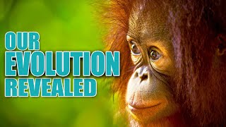 PRIMATES  Our EVOLUTION Revealed  Short Documentary [upl. by Joachima]