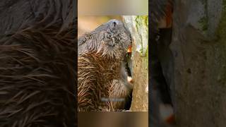 Why Beavers Cut Trees [upl. by Ajnin]