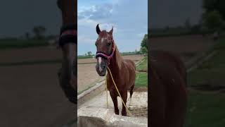 Horse video horse shortvideo [upl. by Winters]