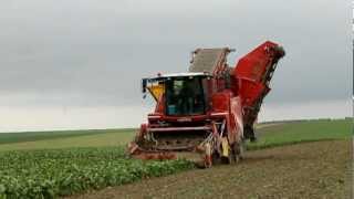 Arrachage de betteraves Grimme MaXtron amp Fendt en actions [upl. by Ahsinam]