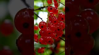 Redcurrant l fruit l short  nature [upl. by Kielty]