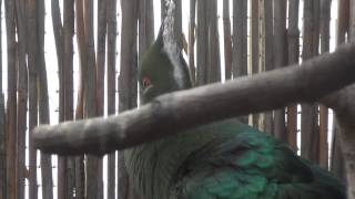 Livingstones Turaco sings [upl. by Lerred]