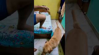 Coco bottle leke possessive dog dogs shorts labrador trending viral animal pets doglover [upl. by Henden874]