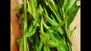 Foraging and Preparing Pokeweed [upl. by Ytsanyd898]