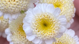 Tanacetum Parthenium White Bonnet [upl. by Kenwood]