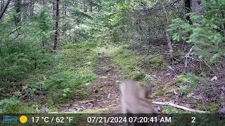 Snowshoe Hare with the zoomies [upl. by Suolekcin692]