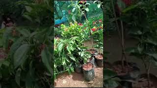 lxora coccinea plant ldly poo lucky nursery uppupettai [upl. by Sidman]