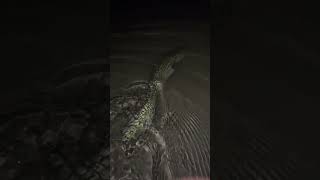 Big Burbot Beautiful design fishing [upl. by Kired]