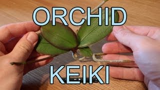 Repotting an Orchid Keiki  Phalaenopsis Orchid Keiki [upl. by Nosde]