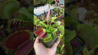 Dionaea muscipula Predator [upl. by Abihsot]