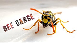 Bee Dance [upl. by Trix]