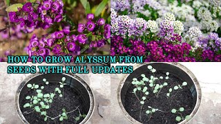 HOW TO GROW ALYSSUM FROM SEEDS WITH FULL UPDATES [upl. by Ettelrac489]