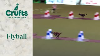 Flyball Team The Last 16  Crufts 2024 [upl. by Camus]