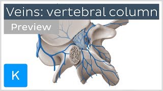 Veins of the Vertebral Column preview  Human Anatomy  Kenhub [upl. by Krever]