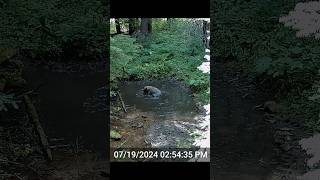 Black bear gives itself a Mohawk shorts blackbear trailcam wildlife [upl. by Hicks]