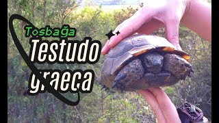 Tosbağa  Testudo graeca  Mediterranean Spurthighed Tortoise [upl. by Rivkah]